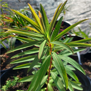 Euphorbia From Armenia